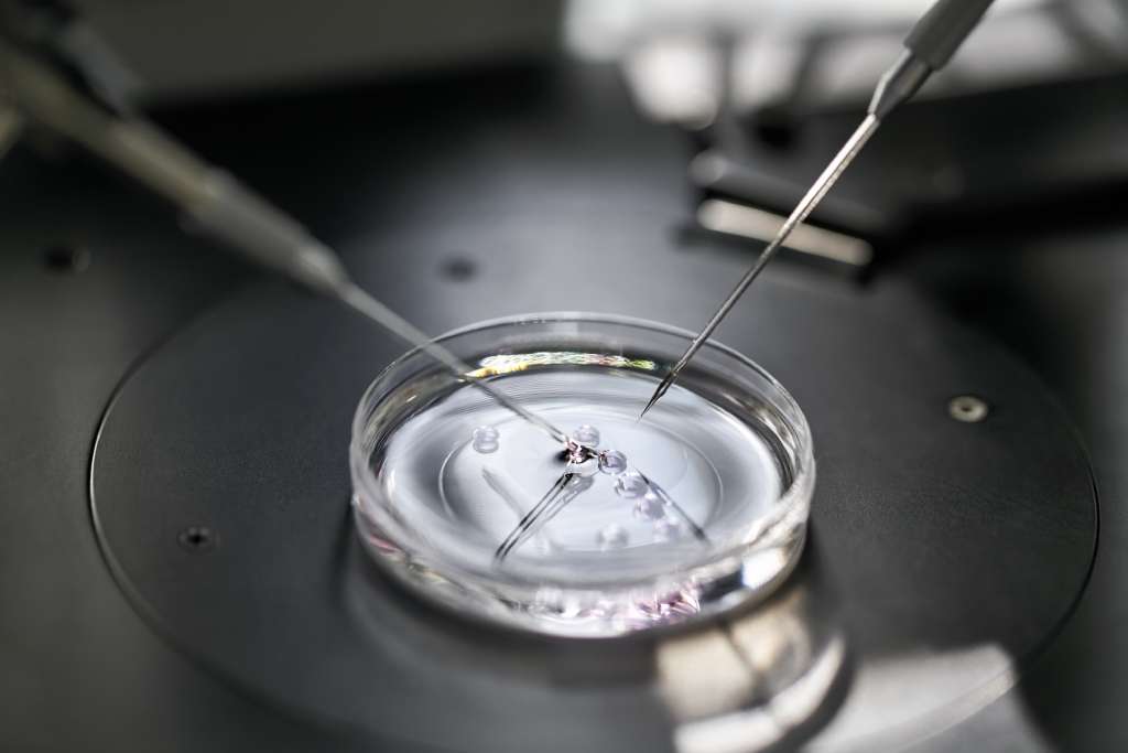 A petri dish in an IVF laboratory.