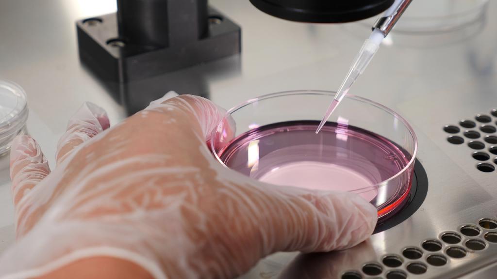An embryologist collects eggs for IVF in a laboratory setting.
